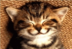 grinning cat