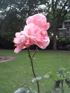 An English rose in all its beauty